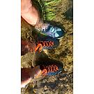 Nizki pohodniški čevlji Salewa Wildfire 2 GTX