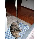 Dyneema zanka Rock Empire 60 cm, 13 mm