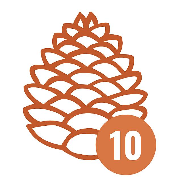 10 Zapfen für 10 €