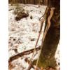 Wooden trekking poles Fraxi