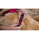 Arnés para perros Ruffwear Front Range