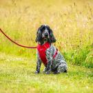 Mountain Paws Seil-Hundeleine