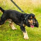Extra robuste Hundeleine von Mountain Paws