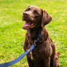 Correa para perros Mountain Paws extra resistente