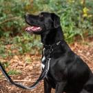 Extra robuste Stretch-Hundeleine von Mountain Paws