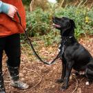 Extra robuste Stretch-Hundeleine von Mountain Paws