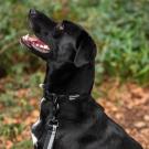 Extra robustes Hundehalsband von Mountain Paws
