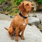 Mountain Paws Extra Tough ogrlica za pse