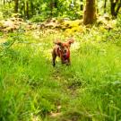 Hundegeschirr Mountain Paws Harness Large
