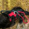 Pasja oprsnica Mountain Paws Harness Large
