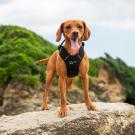 Hundegeschirr Mountain Paws Harness Large
