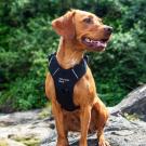 Remena za pse Mountain Paws Harness Large