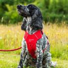 Arnés para perros Mountain Paws X-Large