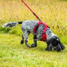 Orme za pse Mountain Paws Harness Medium