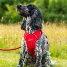 Mountain Paws Geschirr Medium