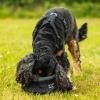 Mountain Paws zusammenklappbarer Wassernapf für Hunde