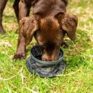 Mountain Paws zusammenklappbarer Wassernapf für Hunde