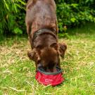 Mountain Paws zusammenklappbarer Wassernapf für Hunde