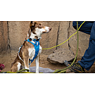 Arnés para perros Ruffwear Flagline