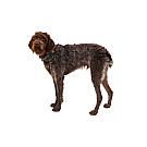 Ruffwear pojas za pse Front Range