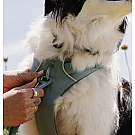 Ruffwear Front Range Hundegeschirr