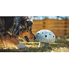 Igrača za psa Ruffwear Porcini